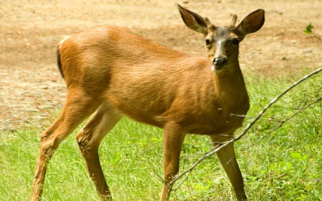 Rare breed,deer,entered in Pakistan from India