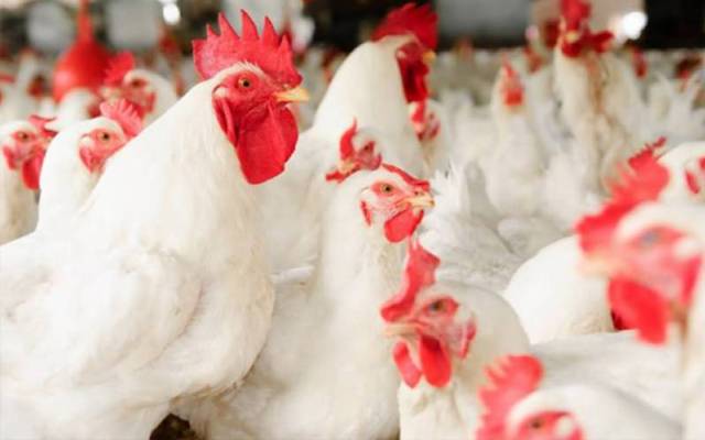 Chicken in Lahore