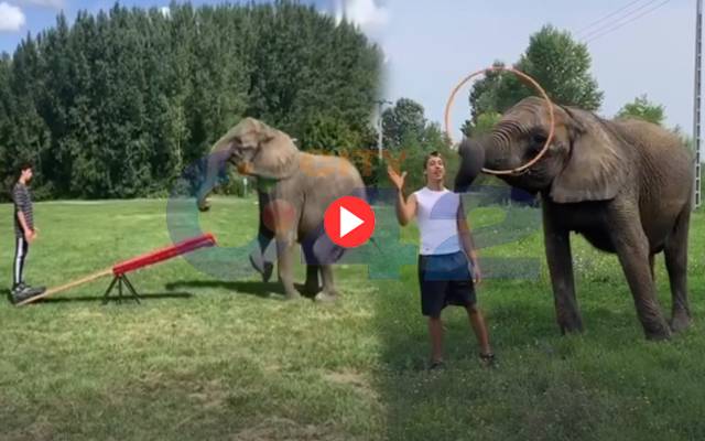 Elephant enjoy with Trainer