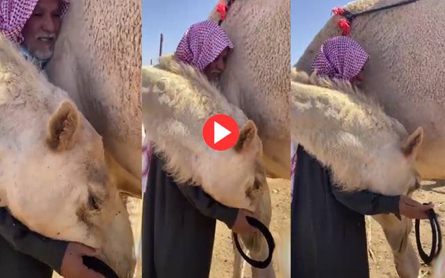 Camel Weeping with her owner