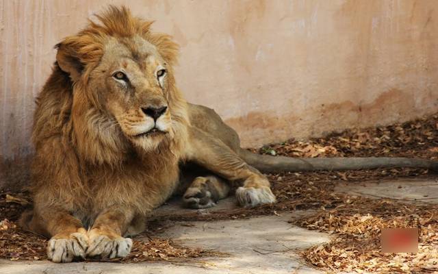 African lion for sale