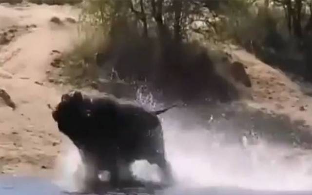 Buffolo in big danger in the jungle