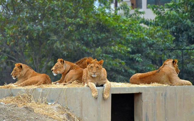 Lahore Safari park