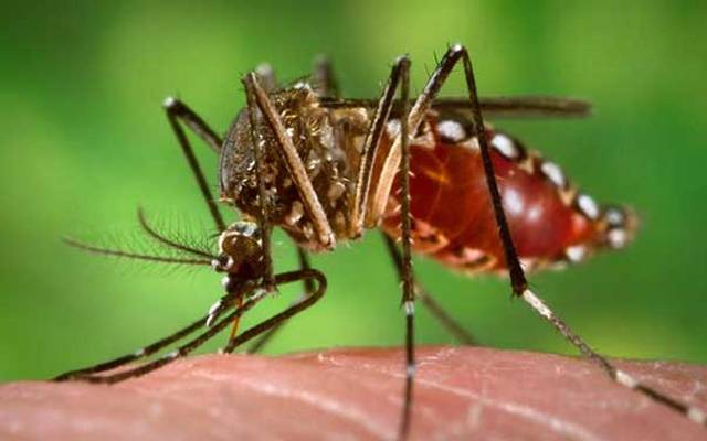 Dengue