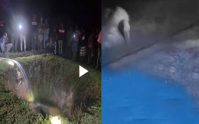 Elephand rescue,video,viral