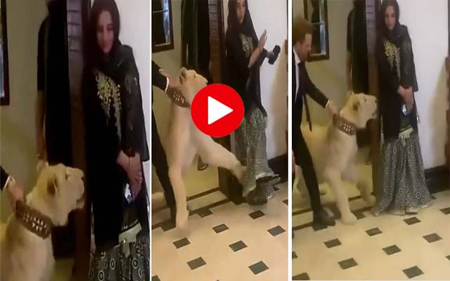 Hareem Shah Lion attack video