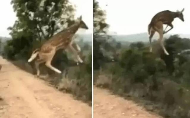 Deer caught by leopard,