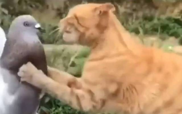 cat and pegions,video viral