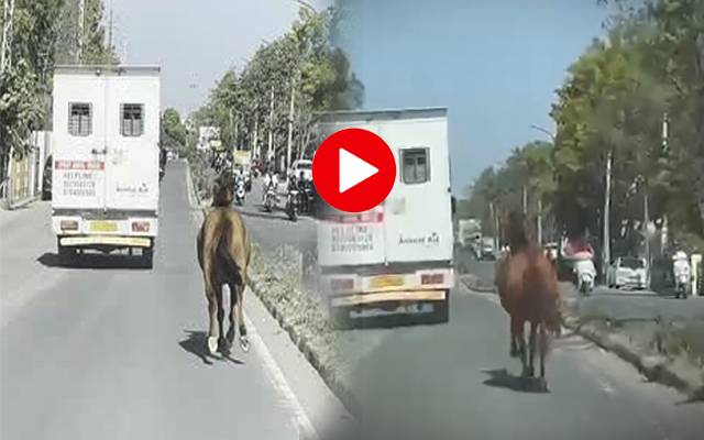 Horse viral video