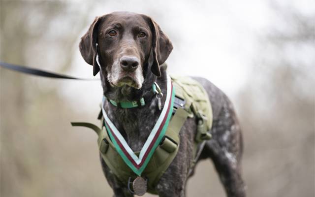 dog Hertz of RAF