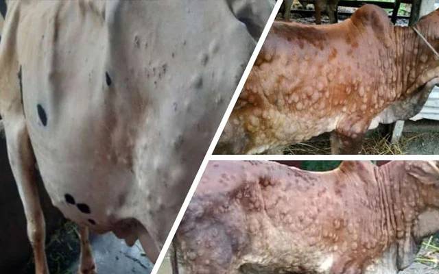limpi virus affected animals in sindh