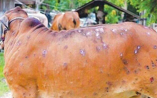 limpi virus affected cow