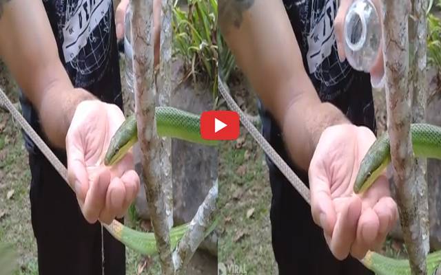 The young man watering snake