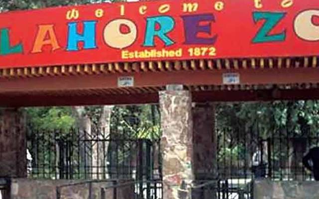 Lahore Zoo,tree fall,women died,