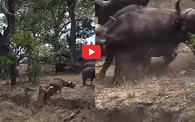 tigress,tries,Hunting,buffalo