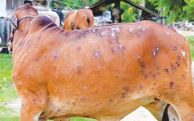 limpi skin virus effected cow