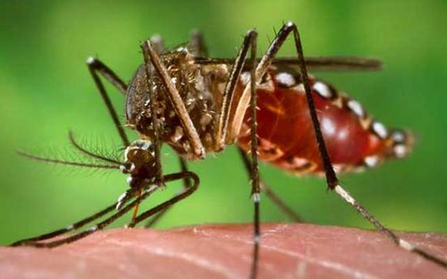 Dengue,larva,District health authority