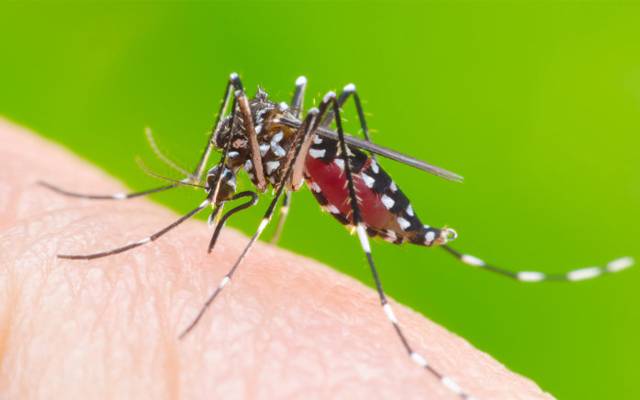 Primary health department,Dengue workers