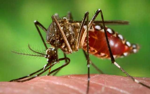 Dengue,Larva,Health department
