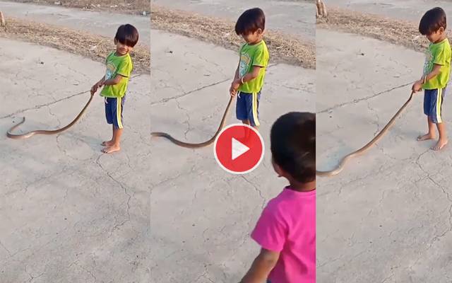 بچے نے سانپ کو پکڑ لیا؛ پھر کیا ہوا؟ ویڈیو دیکھیں