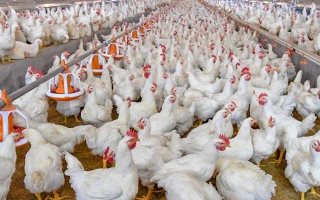 chicken control shed