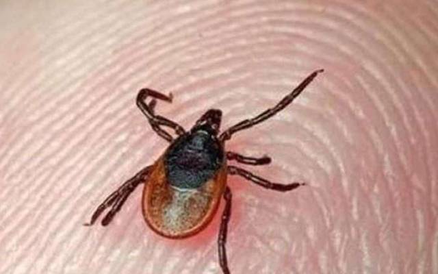 congo virus,Health department