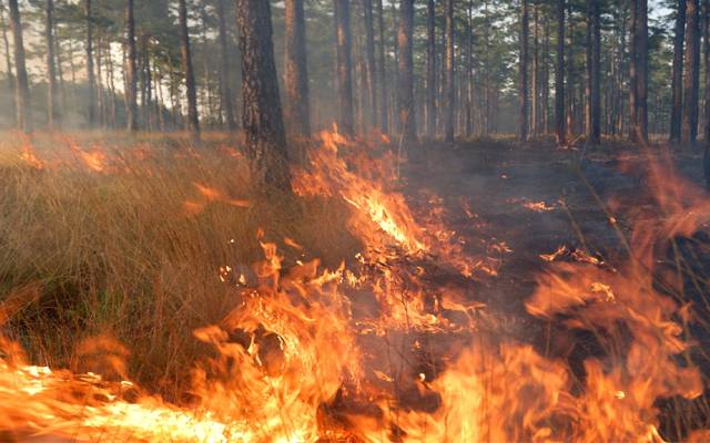 fire in pine forest
