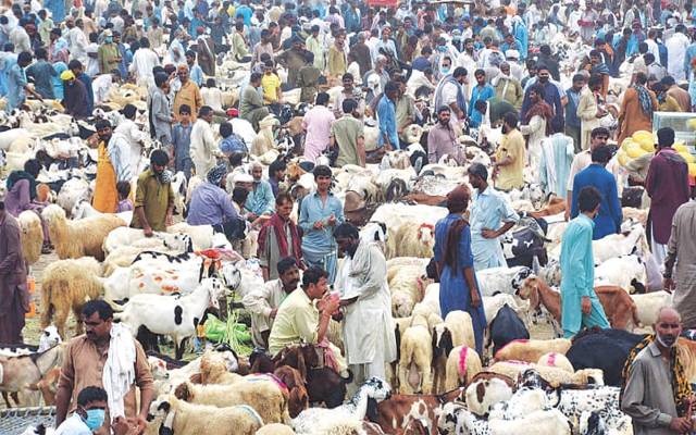  مویشی منڈیاں لگانےکے لیے تیاریاں شروع