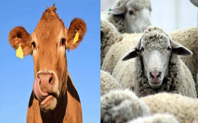 گائے اور بھیڑ کی ڈکاروں پر ٹیکس لگانے پرغور