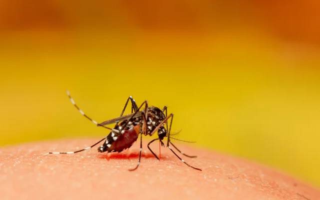 Dengue,larva ,shalimar town, mugalpura