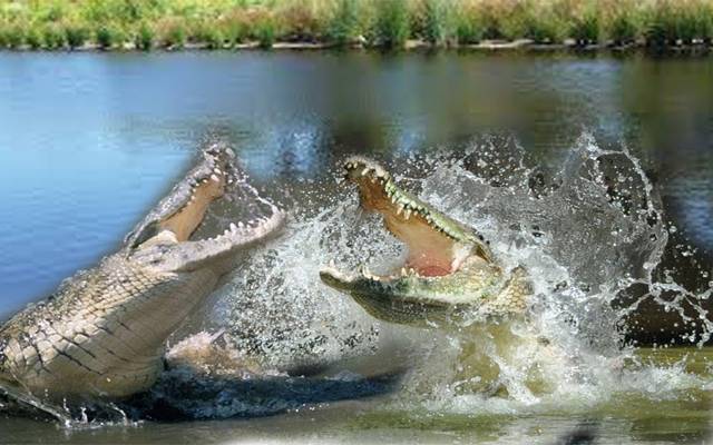 خونخوار لڑائی ، مگرمچھ نے دوسرے کو مار ڈالا 