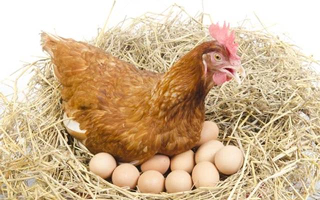 6گھنٹوں میں 24 انڈے دینے والی مرغی سوشل میڈیا پر وائرل