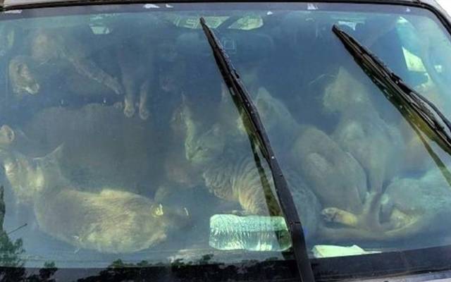 گاڑی میں اپنے مالک کے ساتھ زندگی گزارنے والی 47 بلیوں کو ریسکیو کرلیا گیا