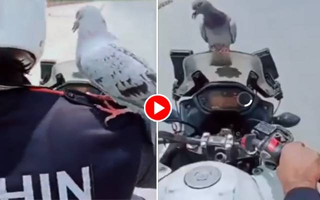 پیاسے کبوتر نے بھی ڈولفن بلا لی ،دلچسپ ویڈیو وائرل 