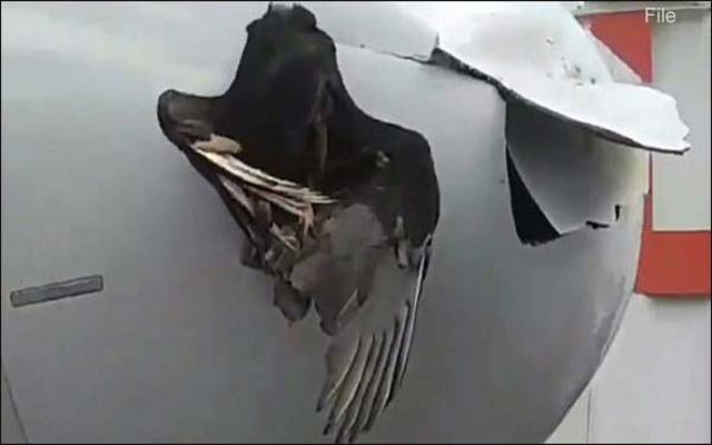 bird hit airline which departure