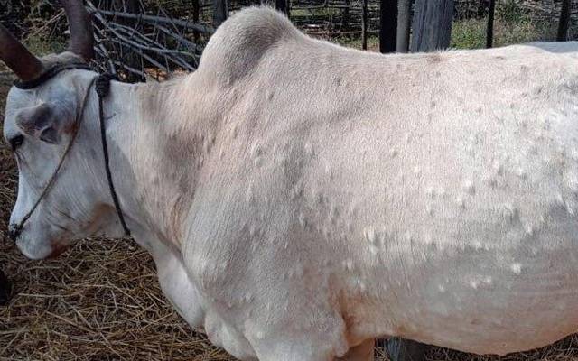Lampi skin,desease,City42