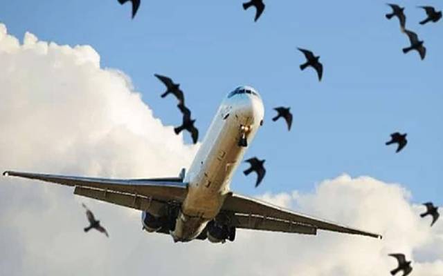 Lahore aiport,birds,airoplane,landing