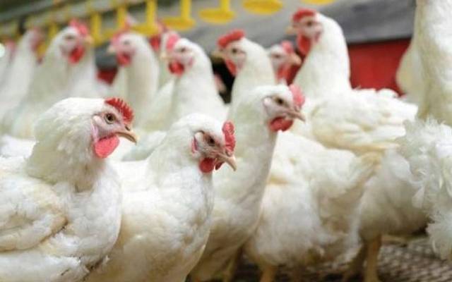 برائلر مرغی کے گوشت کی قیمت میں اضافہ،نیا ریٹ جانیے