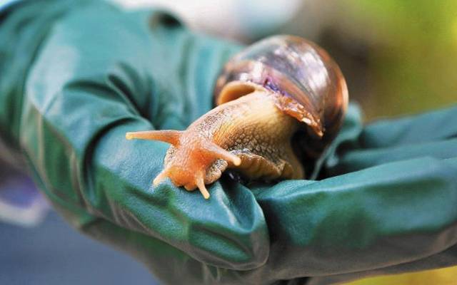 Snail