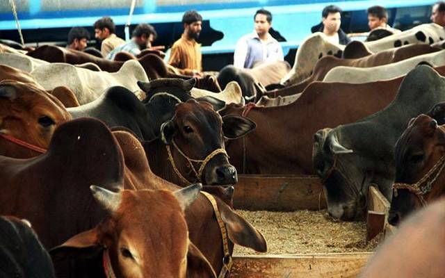 عید قرباں میں چند گھنٹےباقی، مویشی منڈیوں میں عوام پریشان