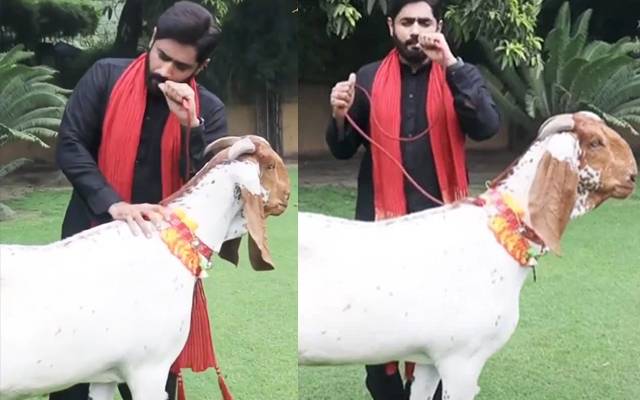 abrar ul haq singing song with goat