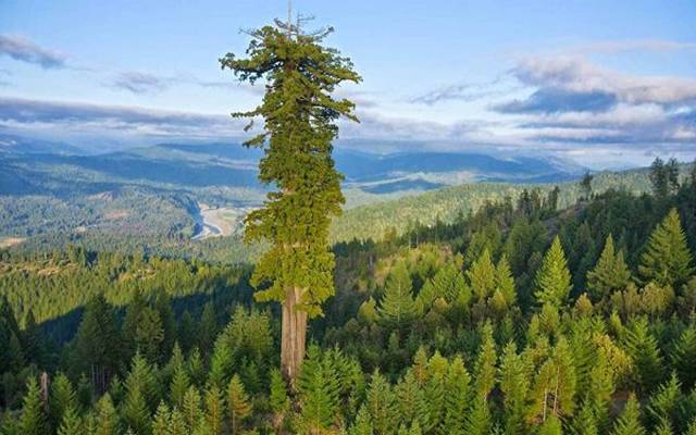 ایسا درخت جس کے پاس جانے سے چھ ماہ قید اور 5 ہزار ڈالر جرمانہ ہوگا 