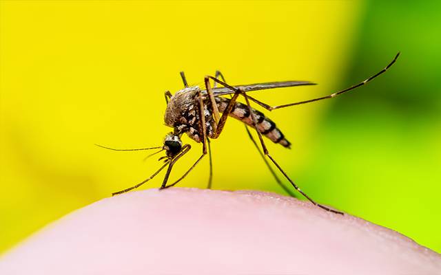 Dengue