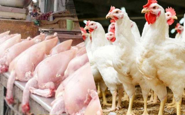 Chicken Meat Today rates