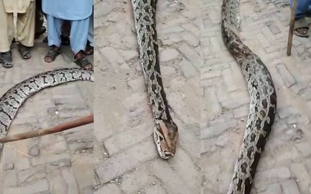  بکری بچانے کےلئے شہریوں نے 15 فٹ لمبا اژدھا مار دیا