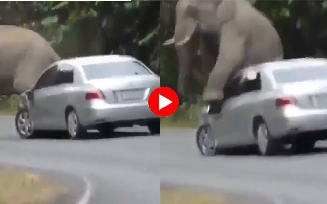 جنگلی ہاتھی،گاڑی تباہ،فور وہیلر،سٹی42