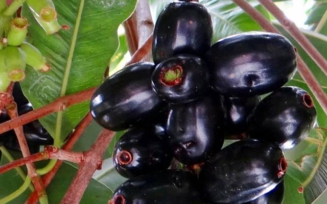 benefit of jambul for health 