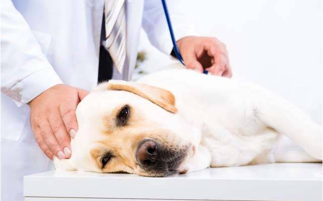 کتے کی ہلاکت کا معاملہ ،ویٹرنری ڈاکٹر پر مقدمہ درج