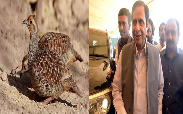 Pervaiz Elahi