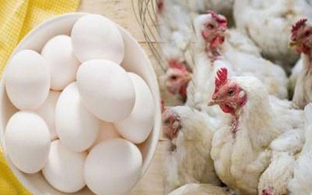 Chicken Meat Today rates